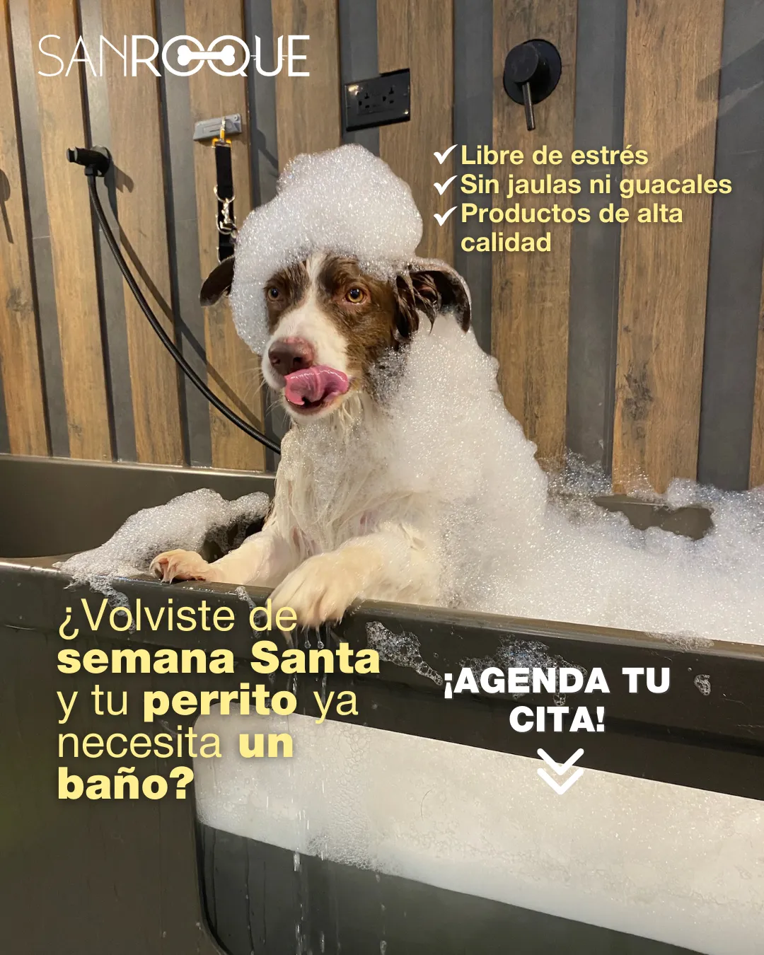 Productos Premium: Hydra vs Iv San Bernard