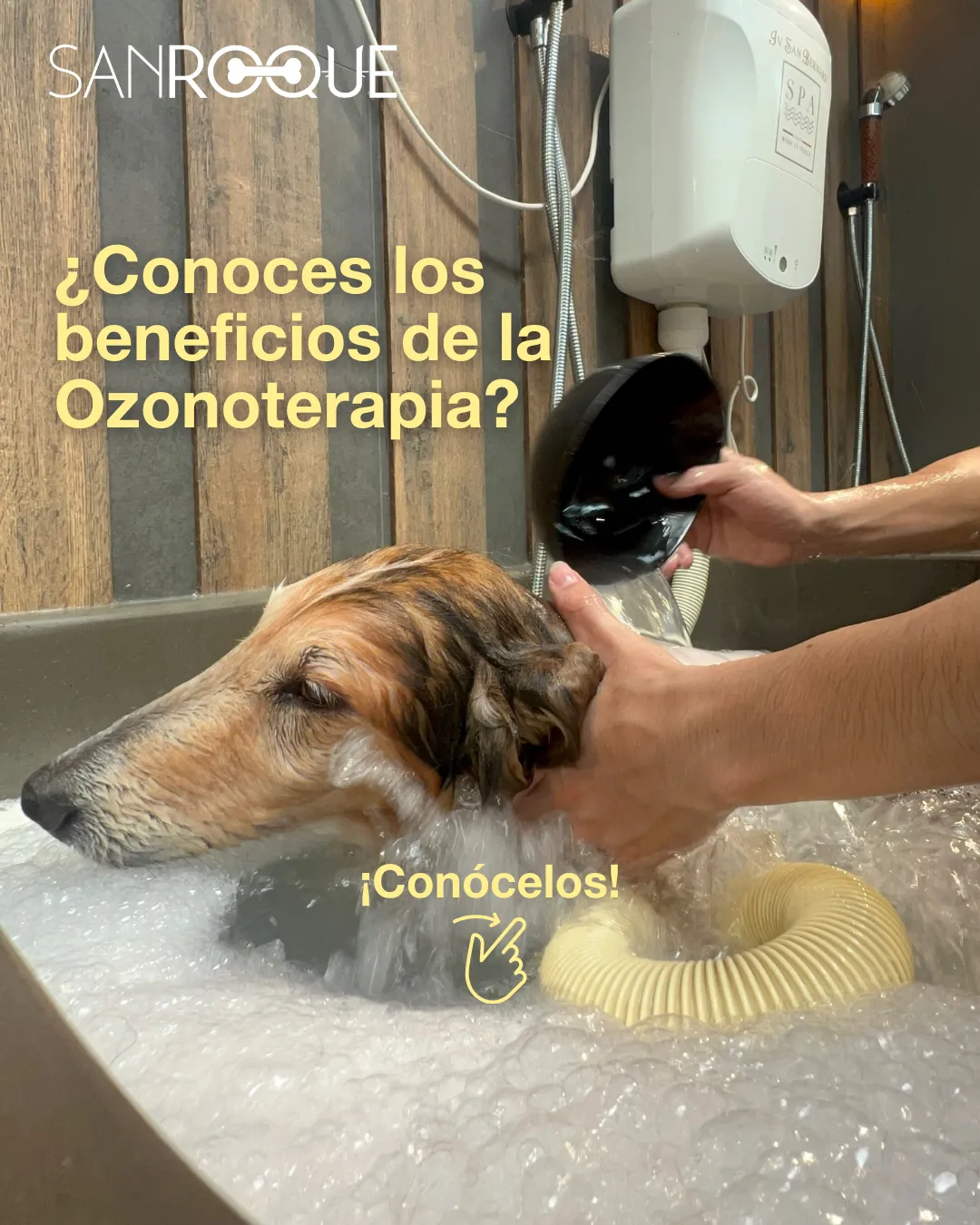 Los Beneficios de la Ozonoterapia en Mascotas