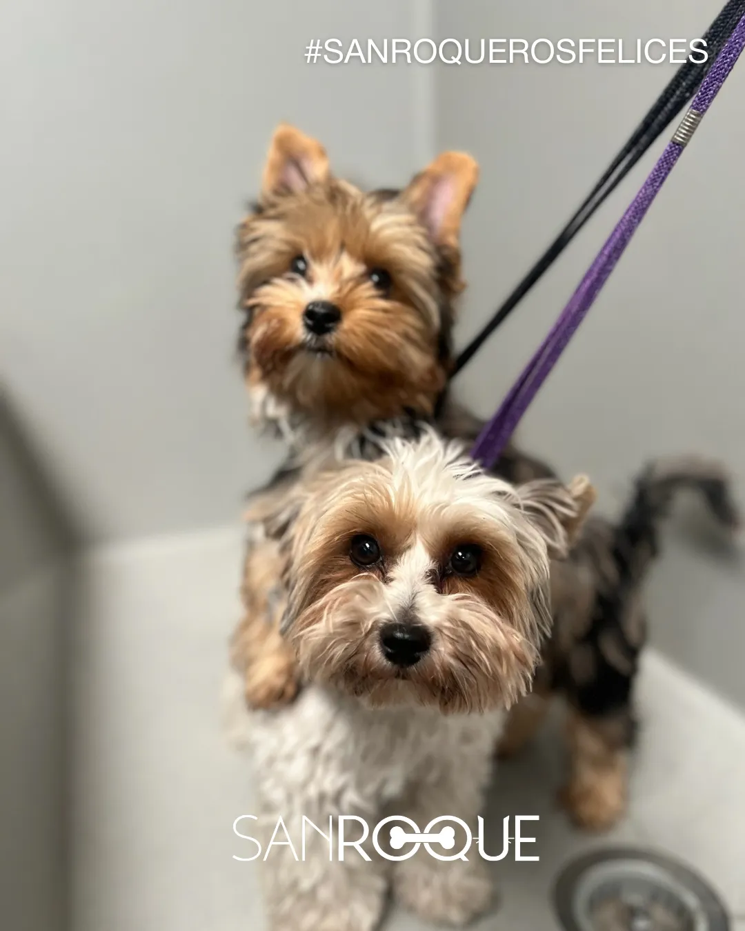 Yorkshire Terriers en SANROQUE